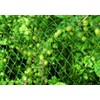 Floraworld Comfort 010901 Bird Netting Green 500 x 400 x