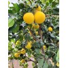 pomelo 20 Pomelo Seeds Sweet Good Variety