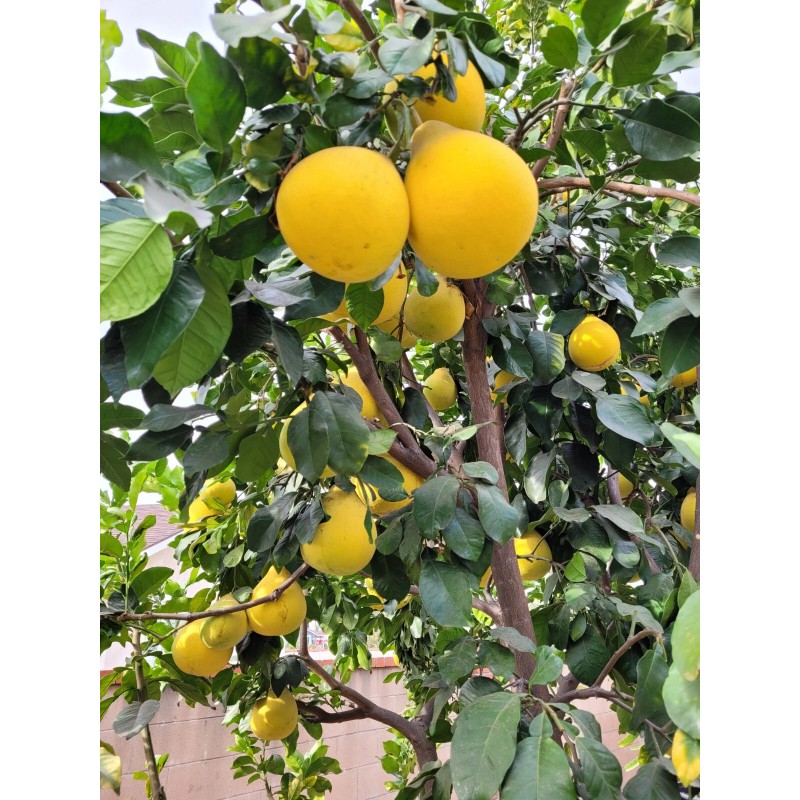 pomelo 20 Pomelo Seeds Sweet Good Variety