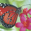 20 Napkins Butterfly in Nature Animals Spring Easter Table Decoration
