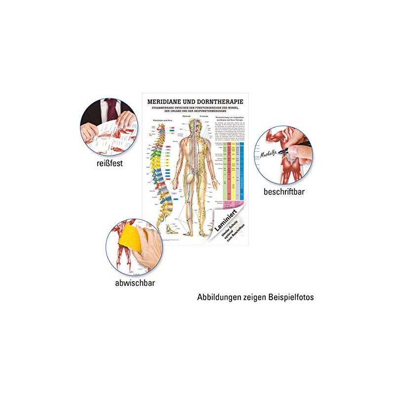 Rüdiger Meridians and Thorn Mini Poster Anatomy 34 x 24