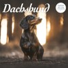 Dachshund 2025 Deluxe Calendar