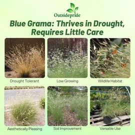 Outsidepride Blue Grama Native Grass Seed - 1 lb. Perennial, Drought Tolerant & Low Maintenance, Pasture Seeds for Planting Densely Tufted Leaves, Ideal for Hay Foraging, Grazing & Erosion Control