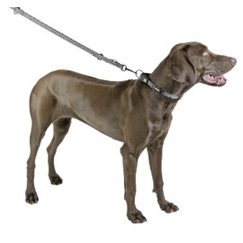 Kerbl Shiny Night LED Dog Collar, 20 mm x 45-65 cm