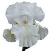 Immortality Bearded Iris Plant Potted - Repeat Blooms Fragrant White