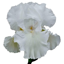 Immortality Bearded Iris Plant Potted - Repeat Blooms Fragrant White Flowers, Perennial