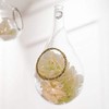 Blown Glass Tear-Drop Vases (2) Large Wedding Decoration