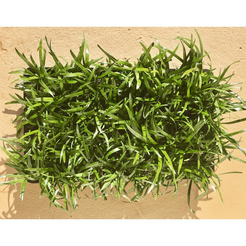 Super Blue Liriope Muscari - 40 Live Plugs - Ground