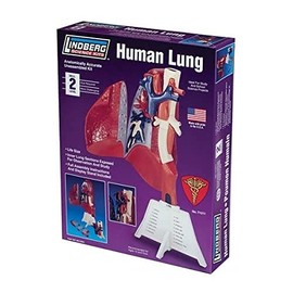 Human Body 1:1 Lung Model Kit