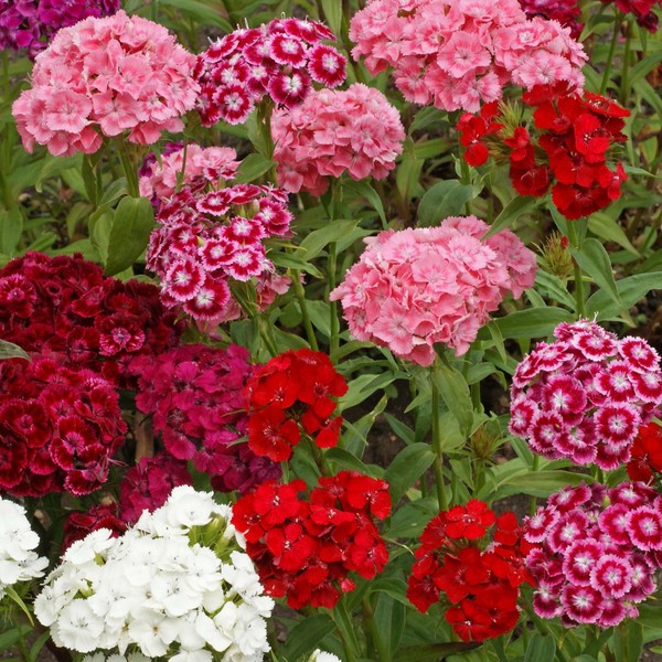 Outsidepride Dianthus Sweet William Flower Seed Plant Mix - 5000 Seeds