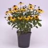 Park Seed Goldblitz Rudbeckia Seeds, Pack of 25 Seeds