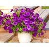 6000 Petunia Seeds, Best Hybrid Mixed Rainbow Color Bonsai Hanging