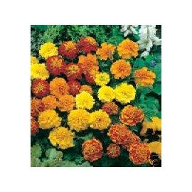 Marigold Petite Mixture BULK 4,000 Seeds Nice Garden Flower