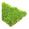 Fresh Live Moss Variety Pack - Ideal for DIY Terrariums,