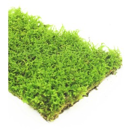 Fresh Live Moss Variety Pack - Ideal for DIY Terrariums, Miniature Bonsai, Potted Plants, Reptiles, Succulents, Orchids, Home Decor, and Moss Art (A Whole Piece of 8" x8" Fresh Hypnum Moss)