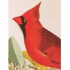 Northern Cardinal or Cardinal Grosbeak Audubon Print 15" x 11.5"