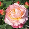 Own-Root One Gallon Spiced Coffee Hybrid Tea Rose by Heirloom