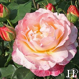 Own-Root One Gallon Spiced Coffee Hybrid Tea Rose by Heirloom Roses