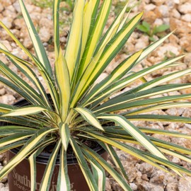 'Color Guard' Yucca, Adams Needle (1.5 Gallon) - Low Maintenance, Drought Tolerant Ornamental Shrub | Variegated Yellow and Green Leaves