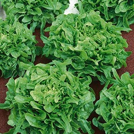Sandy AAS Leaf Lettuce Seeds - 1 g Packet ~850 Seeds - Non-GMO - Vegetable Garden - Lactuca Sativa
