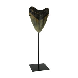 CONTRAST LIVING Mounted Giant 6 Inch Megalodon Shark Tooth Fossil Replica Sculpture Brown