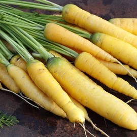 David's Garden Seeds Carrot Solar Yellow 200 Non-GMO, Heirloom Seeds