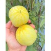 TomorrowSeeds Lemon Cucumber Seeds | Golden Yellow Crystal Apple Cucumbers