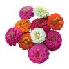 Burpee Cut & Come Again Zinnia Seeds 375 seeds