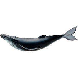 feverit humpback whale FM902