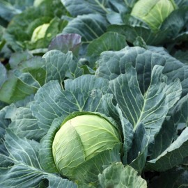 Back To Nature Seed Company Copenhagen Market Cabbage - Seeds - Organic - Non Gmo - Heirloom Seeds - 5 Seeds