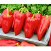 22Day Seeds: Seeds Sweet Bell Pepper White Belozerka/Non GMO/Heirloom