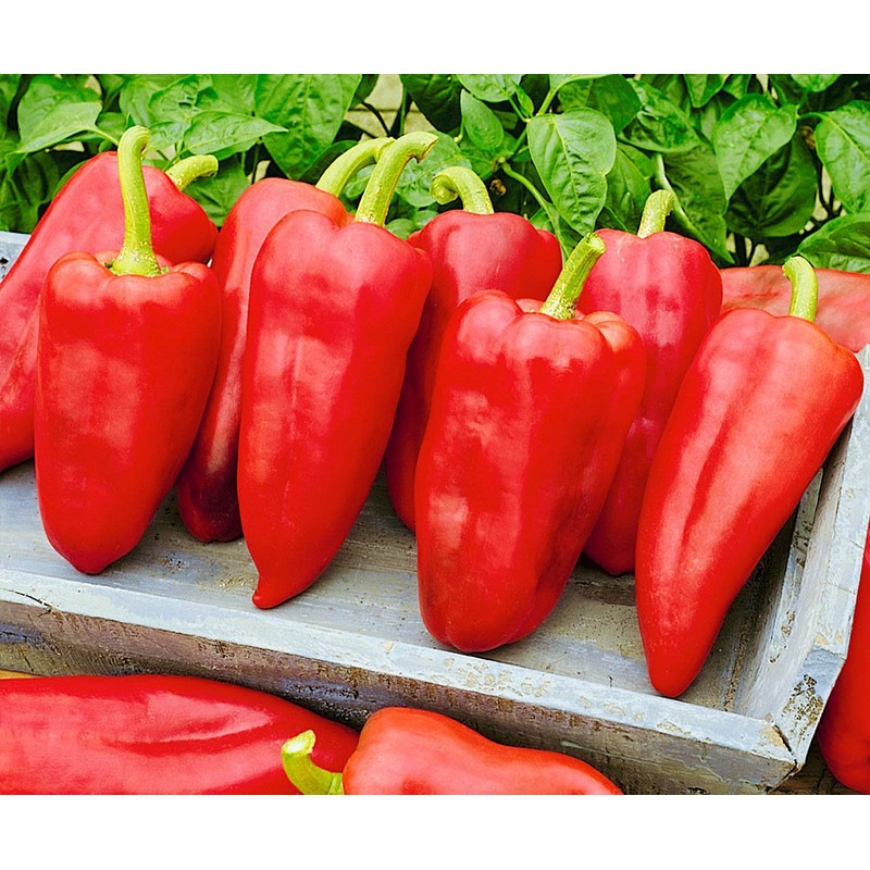 22Day Seeds: Seeds Sweet Bell Pepper White Belozerka/Non GMO/Heirloom