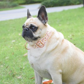 Metal Buckle Dog Collar, Durable Adjustable Dog Collar Soft for Small Medium Large Dogs (001-Pink, S(10-14in)