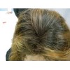 フェニックス マイ・ヘアー レディ (8g) ブラウン