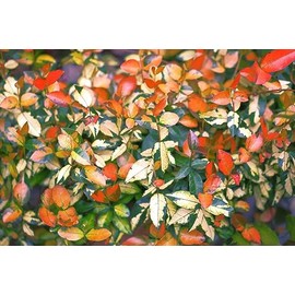 Summer Sunset Jasmine I 1 Large Gallon Size Plant I Trachelospermum Asiaticum I Live Radiant Orange-Red Flowers for Full Sun Gardens, Drought-Tolerant, Vibrant Blooms