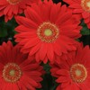 Outsidepride Red Gerbera Seeds - 20 Pcs Perennial, Compact &