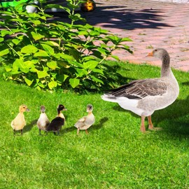 Yardwe Pack of 5 Duck Decorative Stakes, Garden Stake, Duck Decorative Figure, Easter Decoration, Duck Statue, Geese, Garden Figure, Acrylic Garden Decoration, Spring Decoration for Home, Lawn, Yard,