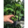 Texas Everbearing Fig - Ficus Carica AKA Brown Turkey Fig