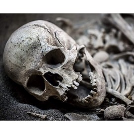 Skeleton Bones 504 Piece Jigsaw Puzzle 16" X 20"