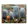 Serendipity Seeds Brand -Winter Wax Melon Benincasa hispida 10 Seeds
