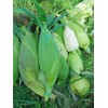 25+ Seeds Bap NEP nu SUA Seeds Rare find Asian