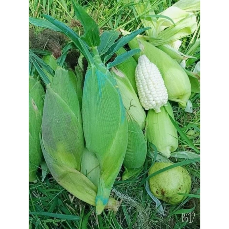 25+ Seeds Bap NEP nu SUA Seeds Rare find Asian