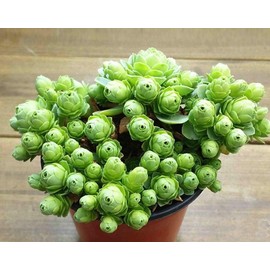 Greenovia dodrentalis, mountain rose, succulent, 10 seeds