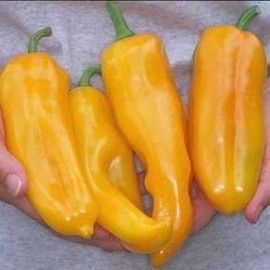 Golden Marconi Sweet Pepper 20+ Seeds