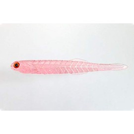 Issei Umitaro 4.5#035 Keimura Rainbow