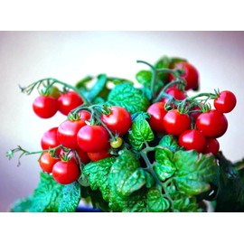 Seeds Indoor Tomato Santa Claus 20 Seeds for Planting Cherry Tomatoes Dwarf