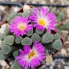 Fairy Elephant's Feet - Frithia Pulchra Cacti Cactus Succulent Real