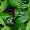 Wholistic Botanicals Tea Tree Essential Oil — Support for Skin