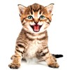 EROSPA® 3D Cat Wall Sticker Window Wall Sticker Home Decoration