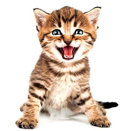 EROSPA® 3D Cat Wall Sticker Window Wall Sticker Home Decoration 20 x 30 cm